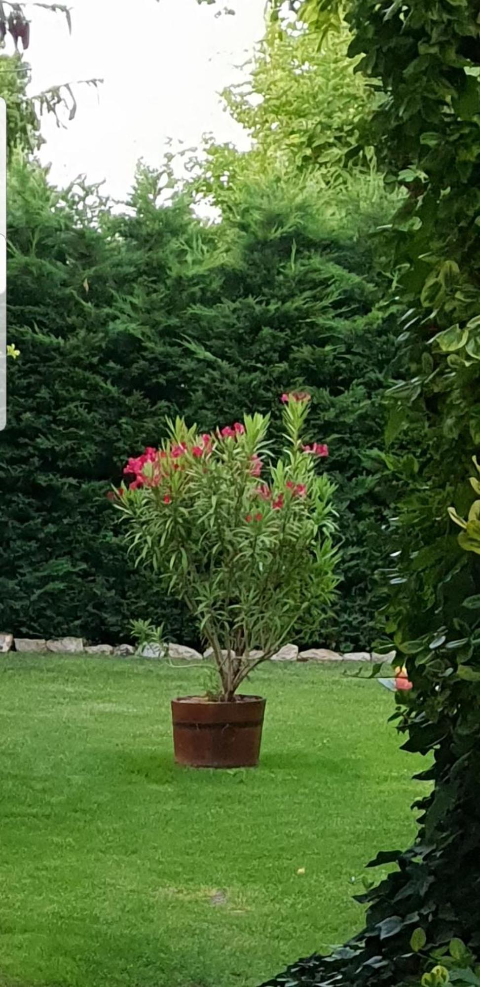 Fuered Deluxe Garden דירה *